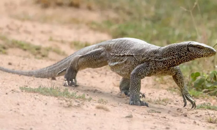 ഉടുമ്പിനെ കൊന്ന കേസിൽ ഒരു വർഷം തടവ്​