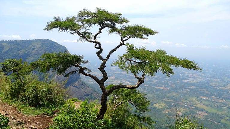 പരിസ്ഥിതി ലോല മേഖല: നെല്ലിയാമ്പതിയിലെ തോട്ടങ്ങളെ ഒഴിവാക്കി കരട് വിജ്ഞാപനം പരിസ്ഥിതി ലോല മേഖല: നെല്ലിയാമ്പതിയിലെ തോട്ടങ്ങളെ ഒഴിവാക്കി കരട് വിജ്ഞാപനം