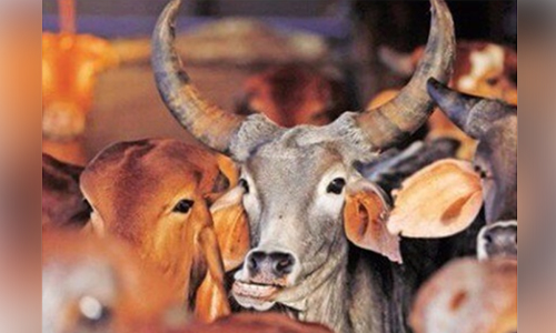 ലക്ഷദ്വീപിൽ ബീഫ്​ നിരോധന നീക്കം: ബീഫും ബീഫ്​ ഉൽപന്നങ്ങളും കൈവശം വെച്ചാൽ അറസ്റ്റ്​; കരട്​ നിയമം പുറത്തിറക്കി