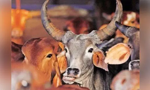 ലക്ഷദ്വീപിൽ ബീഫ്​ നിരോധന നീക്കം: ബീഫും ബീഫ്​ ഉൽപന്നങ്ങളും കൈവശം വെച്ചാൽ അറസ്റ്റ്​; കരട്​ നിയമം പുറത്തിറക്കി