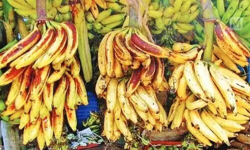 വിദേശവിപണി കൈയടക്കാന്‍ കേരളത്തി​െൻറ സ്വന്തം നേന്ത്രപ്പഴവും