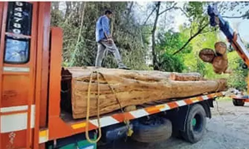 കോടികളുടെ വീട്ടിമരം ​കൊള്ള തകർത്തത്​​ റെയിഞ്ച് ഓഫിസർ എം.കെ. സമീർ; അഭിനന്ദനവുമായി വയനാട്​ പ്രകൃതി സംരക്ഷണ സമിതി