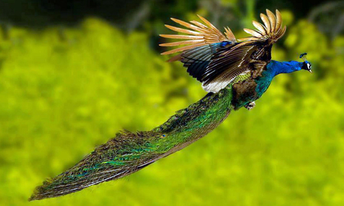 ന്യൂസിലൻഡ് എന്തുകൊണ്ട് പതിനായിരക്കണക്കിന് മയിലുകളെ കൊന്നൊടുക്കി?