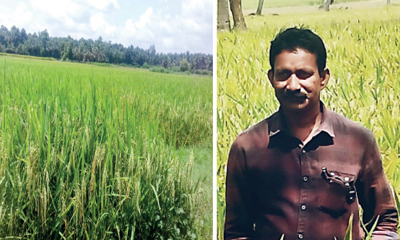ramadas babu and paddy field ramadas babu and paddy field
