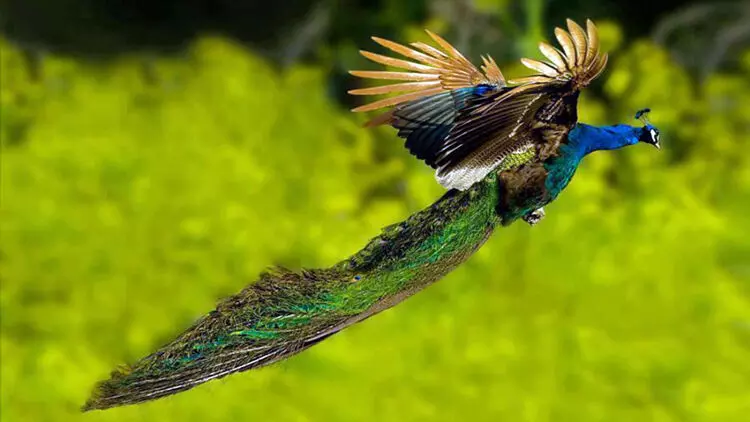 ന്യൂസിലൻഡ് എന്തുകൊണ്ട് പതിനായിരക്കണക്കിന് മയിലുകളെ കൊന്നൊടുക്കി?