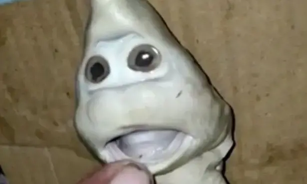 വലയിൽ കുടുങ്ങിയ സ്രാവിന്​ മനുഷ്യ​െൻറ തല; വൈറലായി ചിത്രങ്ങൾ