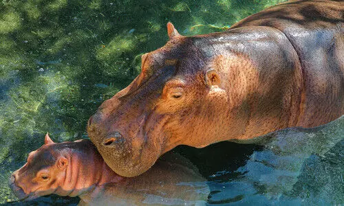 ഹിപ്പോപ്പൊട്ടാമസുകൾക്ക് സ്വാഭാവിക വാസസ്ഥലമൊരുക്കി അൽഐൻ മൃഗശാല