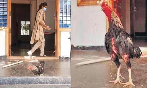 No ‘fowl’ play! Telangana police take good care of ‘killer’ rooster