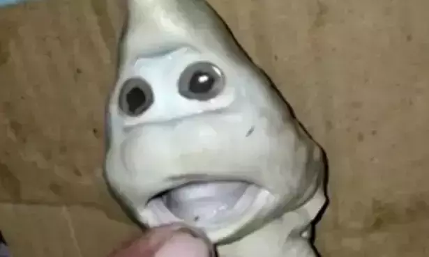 വലയിൽ കുടുങ്ങിയ സ്രാവിന്​ മനുഷ്യ​െൻറ തല; വൈറലായി ചിത്രങ്ങൾ