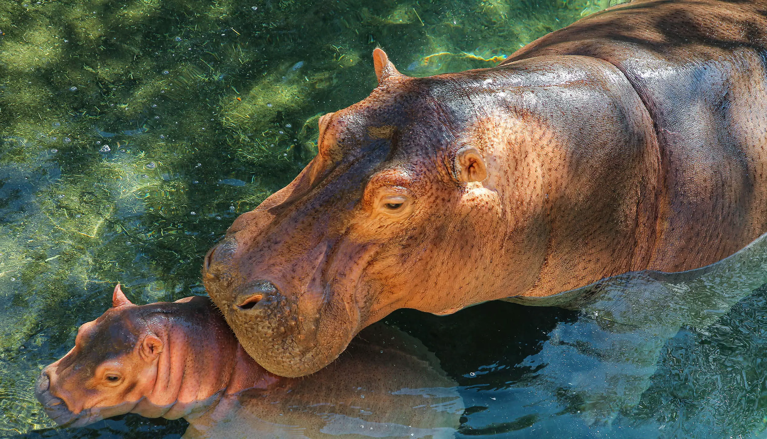 ഹിപ്പോപ്പൊട്ടാമസുകൾക്ക് സ്വാഭാവിക വാസസ്ഥലമൊരുക്കി അൽഐൻ മൃഗശാല