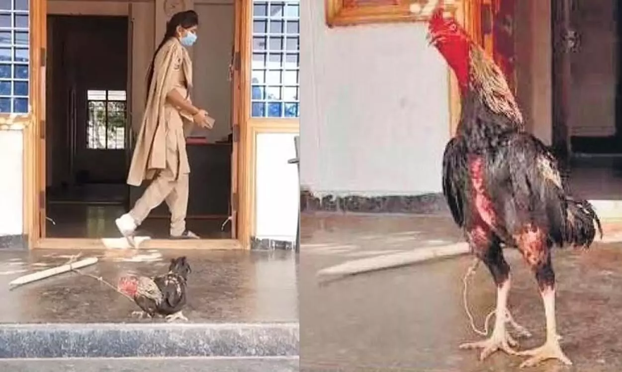 No ‘fowl’ play! Telangana police take good care of ‘killer’ rooster