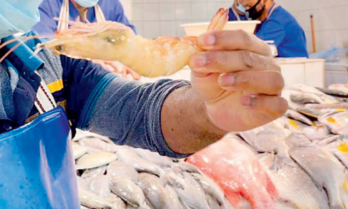 ദ​മ്മാ​മി​ൽ വ്യാ​പ​ക റെ​യ്‌​ഡ്‌: 62 ട​ൺ പ​ഴ​കി​യ ചെ​മ്മീ​ൻ പി​ടി​കൂ​ടി; 21 സ്ഥാ​പ​ന​ങ്ങ​ൾ അ​ട​ച്ചു​പൂ​ട്ടി