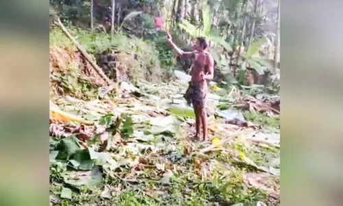 wild elephant attacked farm land wild elephant attacked farm land