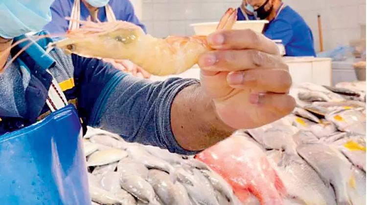 ദ​മ്മാ​മി​ൽ വ്യാ​പ​ക റെ​യ്‌​ഡ്‌: 62 ട​ൺ പ​ഴ​കി​യ ചെ​മ്മീ​ൻ പി​ടി​കൂ​ടി; 21 സ്ഥാ​പ​ന​ങ്ങ​ൾ അ​ട​ച്ചു​പൂ​ട്ടി