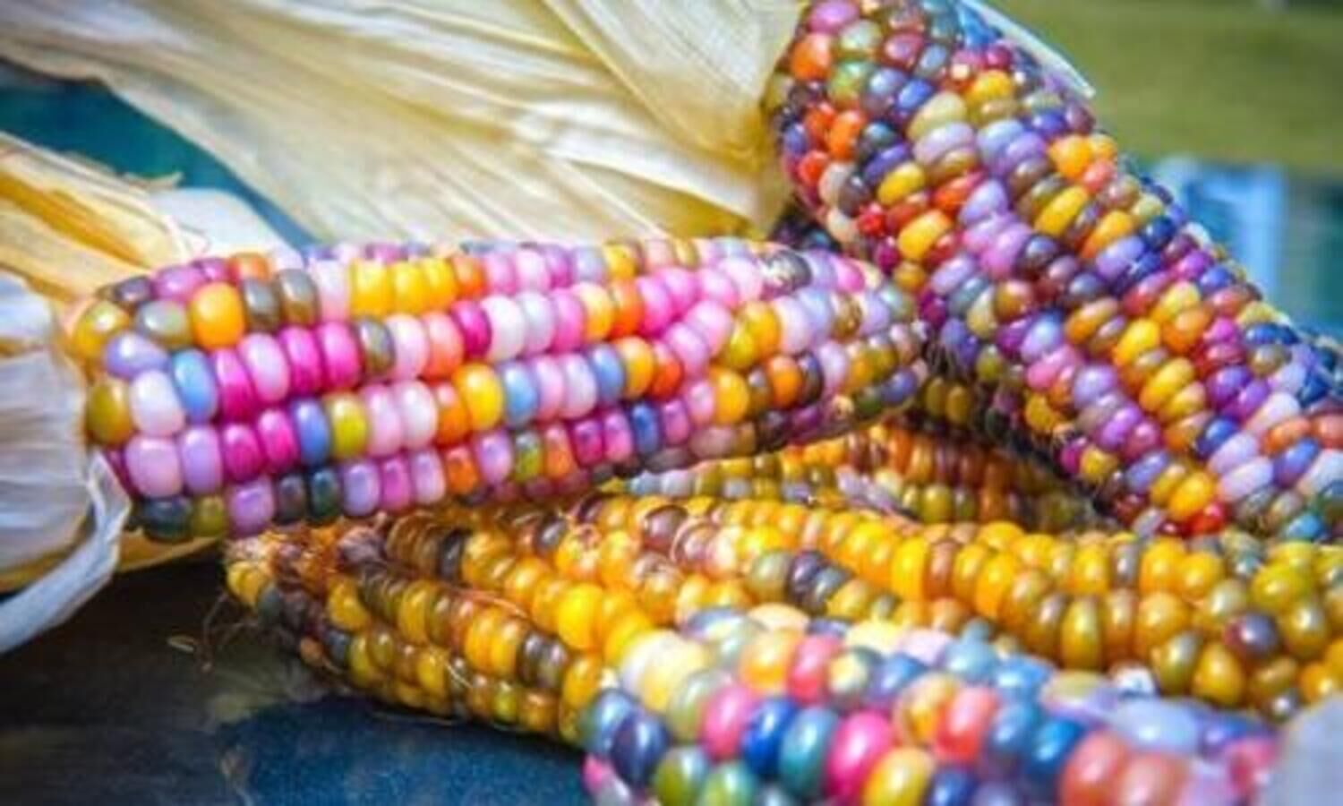 glass gem corn