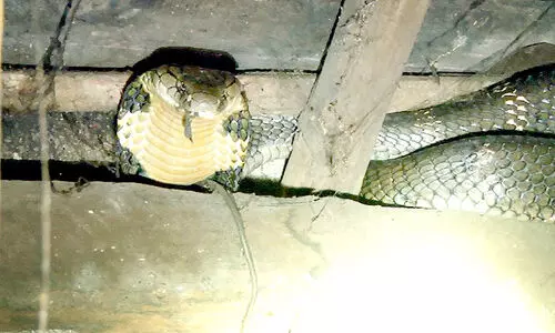 അടുക്കളയിൽ കയറിയ രാജവെമ്പാലയെ പിടികൂടി