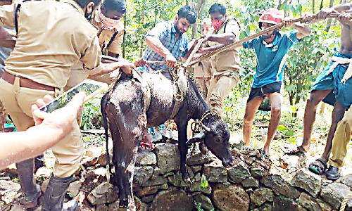 കിണറ്റിൽ വീണ പോത്തിനെ രക്ഷപ്പെടുത്തി