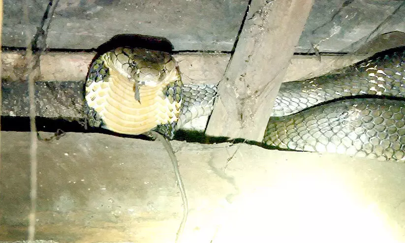 അടുക്കളയിൽ കയറിയ രാജവെമ്പാലയെ പിടികൂടി അടുക്കളയിൽ കയറിയ രാജവെമ്പാലയെ പിടികൂടി