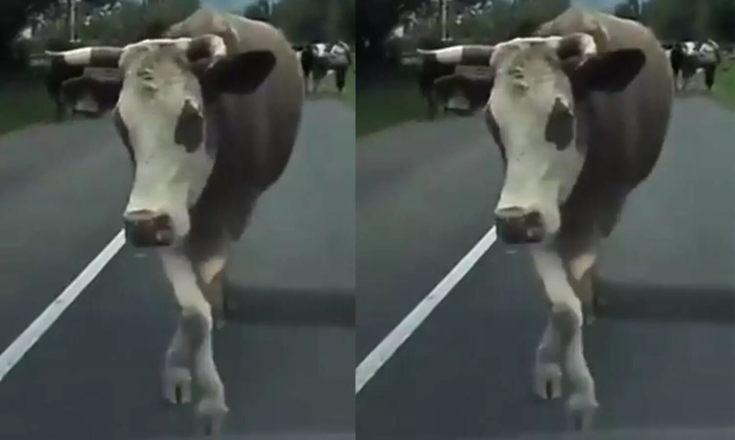 Cow Catwalk