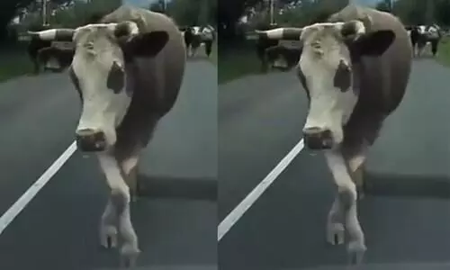Cow Catwalk