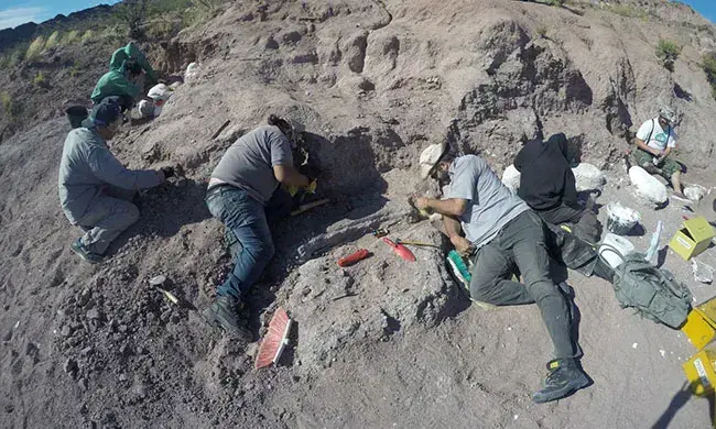 14 കോടി വർഷം പഴക്കമുളള ദിനോസർ ഫോസിൽ അർജന്‍റീനയിൽ കണ്ടെത്തി