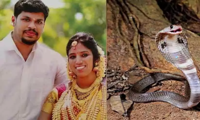 ഉത്രവധക്കേസ്: മൂർഖെൻറ തലയിൽ വടി കുത്തിപ്പിടിച്ച് രണ്ടുപ്രാവശ്യം കടിപ്പിച്ചു ഉത്രവധക്കേസ്: മൂർഖെൻറ തലയിൽ വടി കുത്തിപ്പിടിച്ച് രണ്ടുപ്രാവശ്യം കടിപ്പിച്ചു