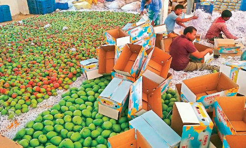 മാങ്ങ വിളവെടുപ്പ് കുറഞ്ഞു; നഷ്​ടത്തിലായി ചെറുകിട കർഷകർ
