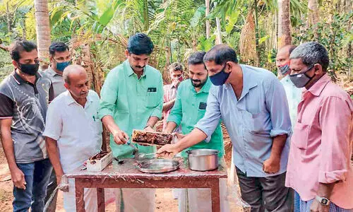 തേൻ വിളവെടുപ്പ് തുടങ്ങി; ഇത്തവണ ഇരട്ടി മധുരം