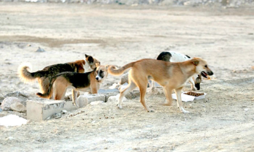 തെരുവുനായ്​ക്കൾ ജനങ്ങൾക്ക്​ ഭീഷണിയാകുന്നു