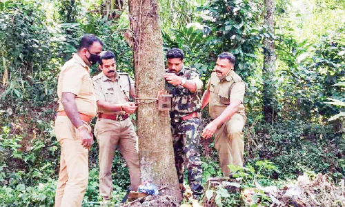 പുലിപ്പേടിയിൽ തോട്ടംമേഖല