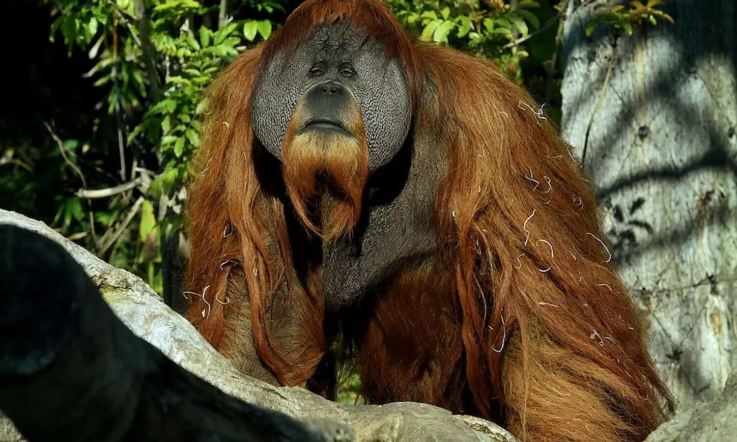 ഗൊറില്ലകൾക്ക്​ കോവിഡ്​; യു.എസ്​ മൃഗശാലയിലെ കുരങ്ങൻമാർക്ക്​ വാക്​സിൻ നൽകി