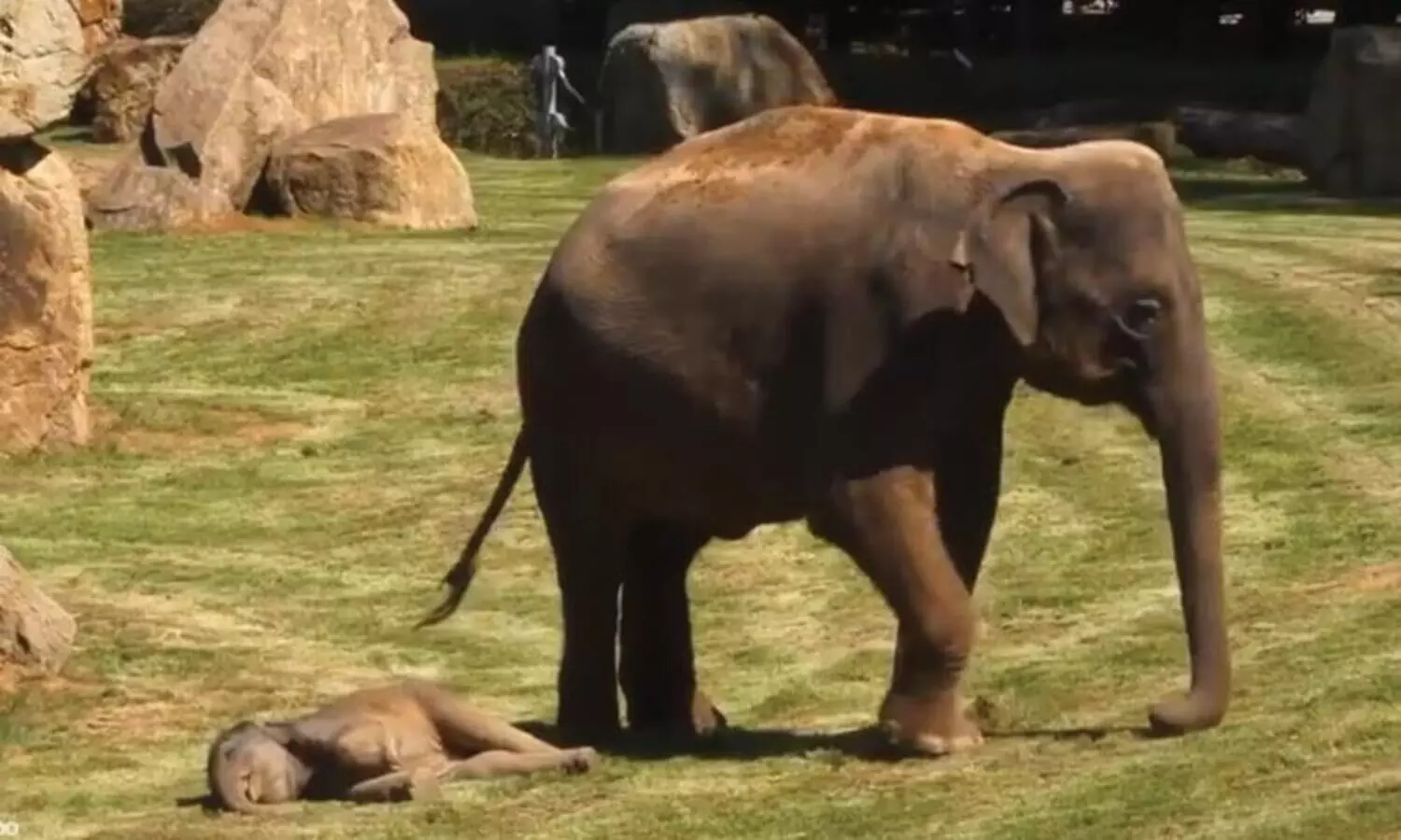 Elephant calf and his mother