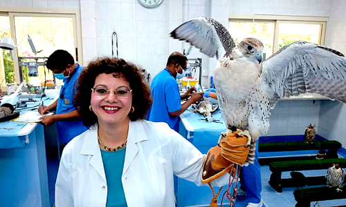 ഫാ​ൽ​ക്ക​ൺ  പ​ക്ഷി​ക​ൾ​ക്കൊ​രു സൂ​പ്പ​ർ സ്‌​പെ​ഷ്യാ​ലി​റ്റി ഹോ​സ്പി​റ്റ​ൽ