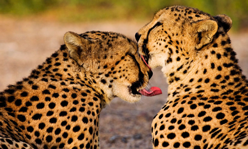 ഐലൻറ്​ ഓഫ്​ ആനിമൽസ്​