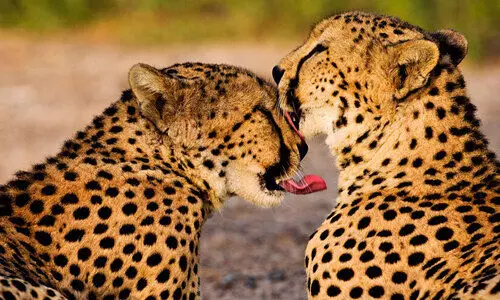 ഐലൻറ്​ ഓഫ്​ ആനിമൽസ്​