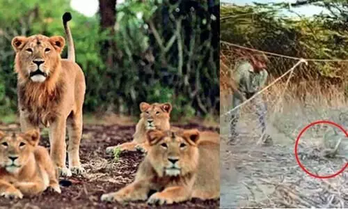 Lion cub trapped in net rescued by forest