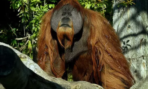 ഗൊറില്ലകൾക്ക്​ കോവിഡ്​; യു.എസ്​ മൃഗശാലയിലെ കുരങ്ങൻമാർക്ക്​ വാക്​സിൻ നൽകി