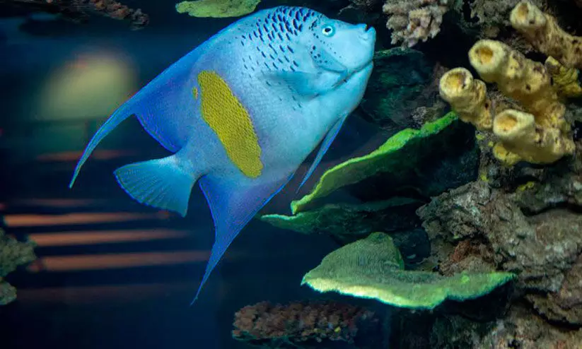 സമുദ്ര പൈതൃകം തൊട്ടറിയാന് ഷാര്ജ വിളിക്കുന്നു സമുദ്ര പൈതൃകം തൊട്ടറിയാന് ഷാര്ജ വിളിക്കുന്നു