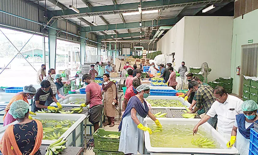 nendran banana processing