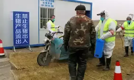 ചൈനയിലെ രണ്ട്​ പ്രവിശ്യകളിൽ ആഫ്രിക്കൻ പന്നിപ്പനി സ്ഥിരീകരിച്ചു; ജാഗ്രത നിർദേശം