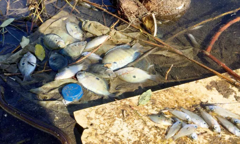 പരവൂർ കായലിൽ നഞ്ച് കലക്കി; മത്സ്യങ്ങൾ ചത്തുപൊങ്ങി പരവൂർ കായലിൽ നഞ്ച് കലക്കി; മത്സ്യങ്ങൾ ചത്തുപൊങ്ങി