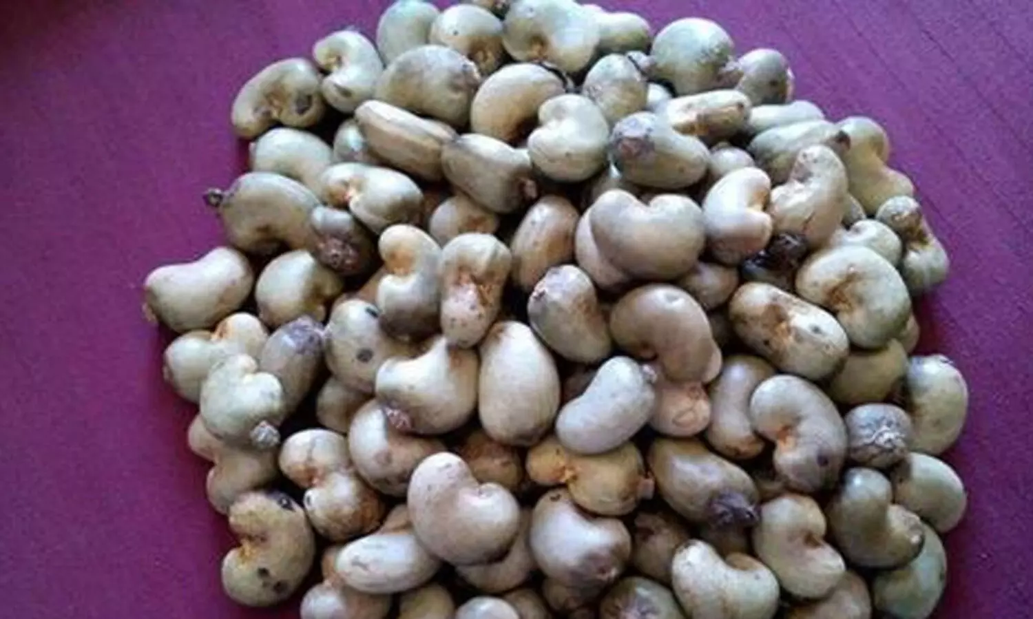 വില നിർണയിച്ചില്ല; ആറളം ഫാമിൽ കെട്ടിക്കിടക്കുന്നത്​ 25 ടൺ കശുവണ്ടി