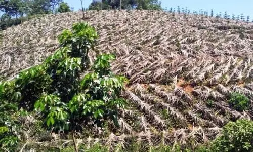 ചൂട് കഠിനം; കൈതച്ചക്കകൾ മൂപ്പാകുംമുമ്പ്​ പഴുത്ത് നശിക്കുന്നു