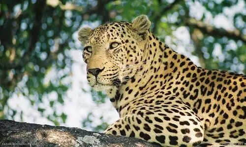 പു​ലി​പ്പേ​ടി​യി​ൽ ന​ഗ​ര പ​രി​സ​ര​ങ്ങ​ളും