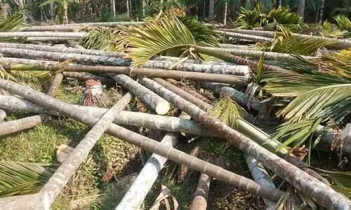 മ​ഞ്ഞ​ളി​പ്പ് രോ​ഗം വ്യാ​പ​കം; ക​ർ​ഷ​ക​ർ ക​വു​ങ്ങ് മു​റി​ച്ചു​മാ​റ്റു​ന്നു