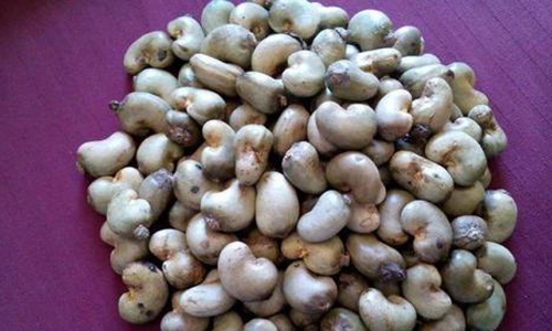 വില നിർണയിച്ചില്ല; ആറളം ഫാമിൽ കെട്ടിക്കിടക്കുന്നത്​ 25 ടൺ കശുവണ്ടി