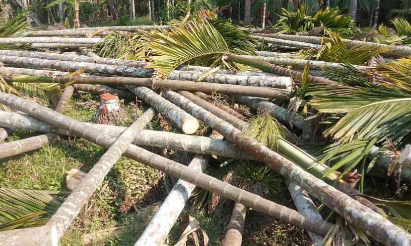മഞ്ഞളിപ്പ് രോഗം വ്യാപകം; കർഷകർ കവുങ്ങ് മുറിച്ചുമാറ്റുന്നു മഞ്ഞളിപ്പ് രോഗം വ്യാപകം; കർഷകർ കവുങ്ങ് മുറിച്ചുമാറ്റുന്നു