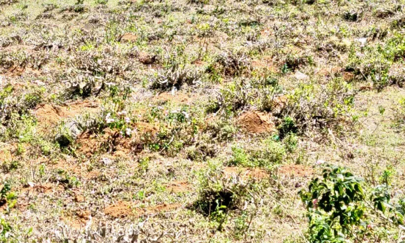 മ​ഞ്ഞു​വീ​ഴ്ച രൂ​ക്ഷം; കരി​ഞ്ഞ തേ​യി​ല​ച്ചെ​ടി​ക​ൾ ക​വാ​ത്ത് ചെ​യ്യു​ന്നു