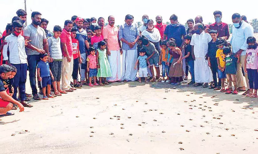 104 കടലാമ മുട്ടകൾ വി​രി​ഞ്ഞു; കു​ഞ്ഞു​ങ്ങ​ളെ   ക​ട​ലി​ലി​റ​ക്കി