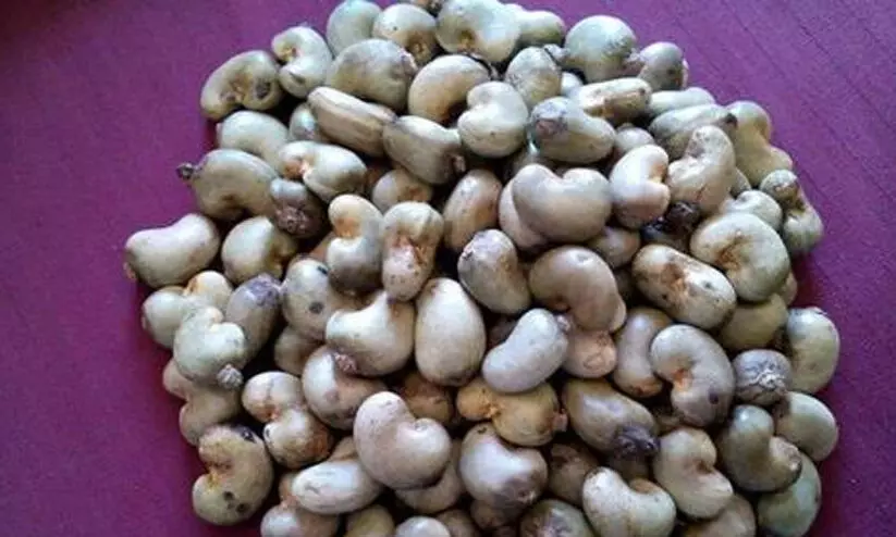 വില നിർണയിച്ചില്ല; ആറളം ഫാമിൽ കെട്ടിക്കിടക്കുന്നത്​ 25 ടൺ കശുവണ്ടി